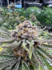Cherry Cola Auto RF3™ – product view 9