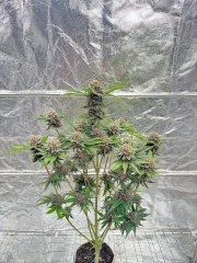 Cherry Cola Auto RF3™ – product view 10