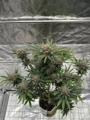 Cherry Cola Auto RF3™ – product view 11