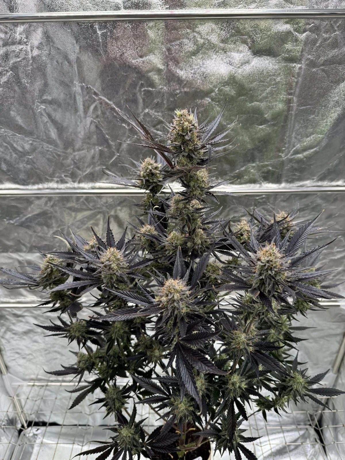 Guava Auto RF3™ – FastBuds – Autoflowering