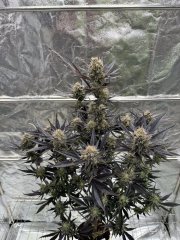 Guava Auto RF3™ – FastBuds – Autoflowering