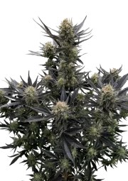 Guava Auto RF3™ – product view 1