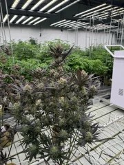 Guava Auto RF3™ – product view 5