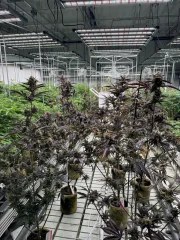 Guava Auto RF3™ – product view 6