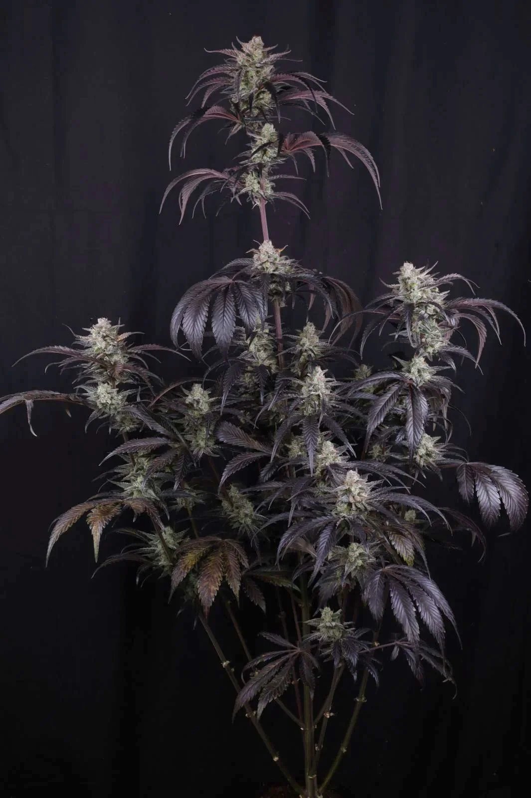 Strawberry Gorilla Auto RF3™ – FastBuds – Autoflowering