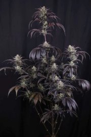 Strawberry Gorilla Auto RF3™ – FastBuds – Autoflowering