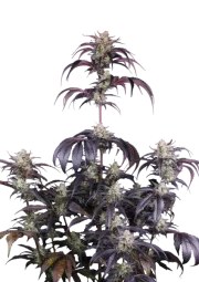 Strawberry Gorilla Auto RF3™ – product view 1