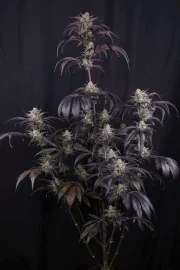 Strawberry Gorilla Auto RF3™ – product view 2