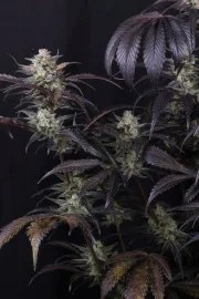 Strawberry Gorilla Auto RF3™ – product view 3