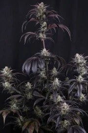Strawberry Gorilla Auto RF3™ – product view 4