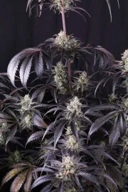 Strawberry Gorilla Auto RF3™ – product view 5