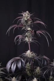 Strawberry Gorilla Auto RF3™ – product view 6