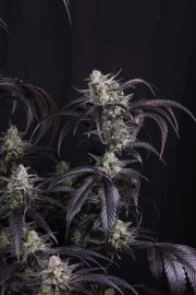 Strawberry Gorilla Auto RF3™ – product view 7