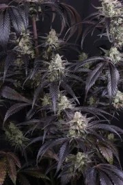 Strawberry Gorilla Auto RF3™ – product view 8