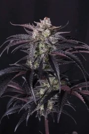 Strawberry Gorilla Auto RF3™ – product view 9