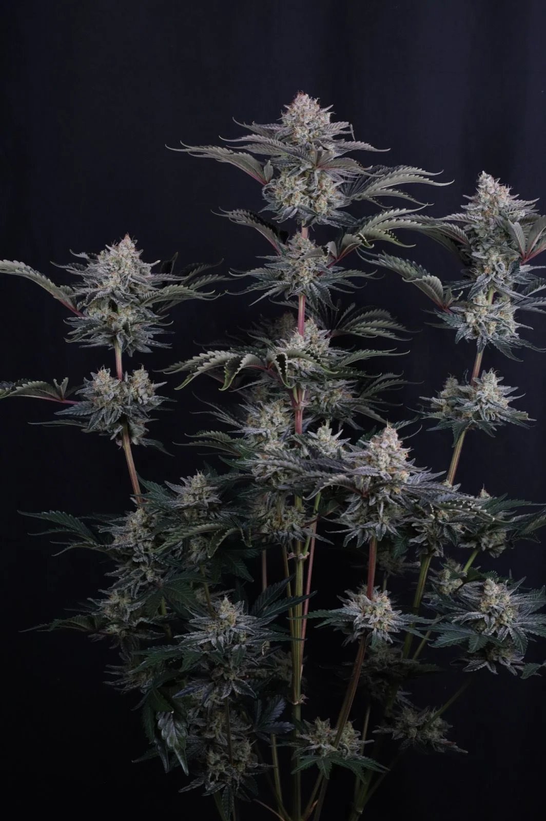 Mendo Frost Auto™ – FastBuds – Autoflowering