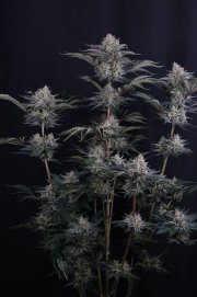 Mendo Frost Auto™ – FastBuds – Autoflowering