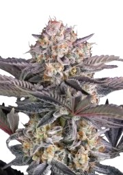 Mendo Frost Auto™ – product view 1