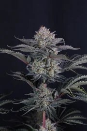 Mendo Frost Auto™ – product view 3