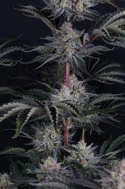 Mendo Frost Auto™ – product view 4
