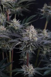Mendo Frost Auto™ – product view 5