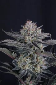 Mendo Frost Auto™ – product view 6