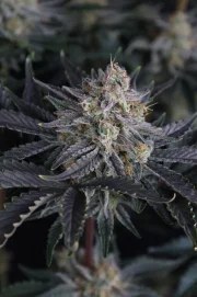 Mendo Frost Auto™ – product view 7