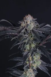Mendo Frost Auto™ – product view 8
