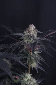 Mendo Frost Auto™ – product view 9