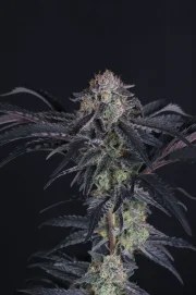 Mendo Frost Auto™ – product view 10