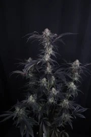 Mendo Frost Auto™ – product view 11