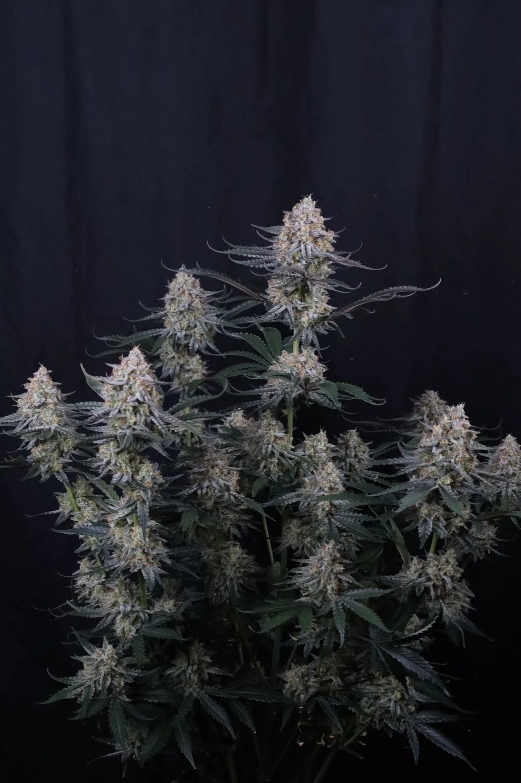 Guava Sundae Auto™ – FastBuds – Autoflowering