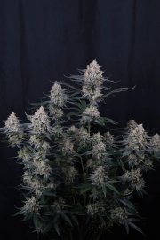 Guava Sundae Auto™ – FastBuds – Autoflowering
