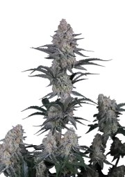 Guava Sundae Auto™ – product view 1