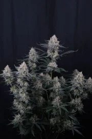 Guava Sundae Auto™ – product view 2