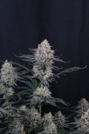 Guava Sundae Auto™ – product view 3