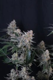 Guava Sundae Auto™ – product view 4