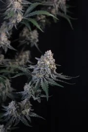 Guava Sundae Auto™ – product view 5