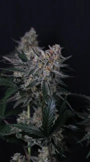 Guava Sundae Auto™ – product view 6