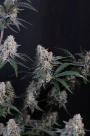 Guava Sundae Auto™ – product view 7