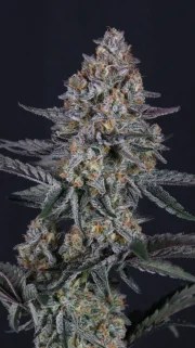 Guava Sundae Auto™ – product view 8