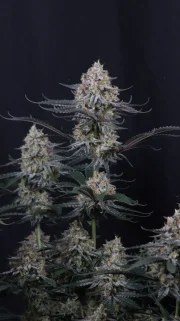 Guava Sundae Auto™ – product view 9