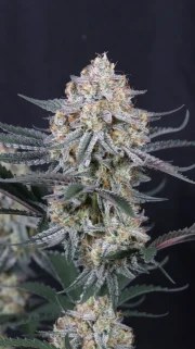 Guava Sundae Auto™ – product view 10