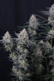 Guava Sundae Auto™ – product view 11