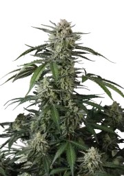 Banana Guava Auto™ – product view 1