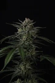 Banana Guava Auto™ – product view 3