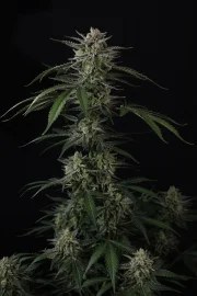 Banana Guava Auto™ – product view 4