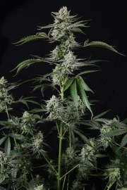 Banana Guava Auto™ – product view 5
