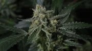 Banana Guava Auto™ – product view 6