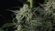 Banana Guava Auto™ – product view 7